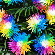 Rainbow Chrysantheme Blumensamen zur Aussaat – duftend Blüten – Traditionssorte & ohne Gentechnik Samen Hausgarten