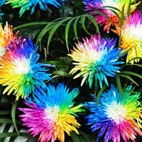 Rainbow Chrysantheme Blumensamen zur Aussaat – duftend Blüten – Traditionssorte & ohne Gentechnik Samen Hausgarten