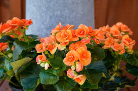 Orange Begonie Blumensamen zur Aussaat – robust Sorte – Traditionssorte & ohne Gentechnik Samen Hausgarten