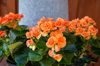 Orange Begonie Blumensamen zur Aussaat – robust Sorte – Traditionssorte & ohne Gentechnik Samen Hausgarten