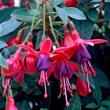 Rot Violett Fuchsie Hybrida Samen Halbschatten verträglich Traditionssorte & ohne Gentechnik Samen Hausgarten