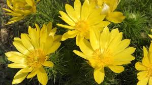 Gelb Adonis Blumensamen zur Aussaat – Landhaus Garten wichtig – Traditionssorte & ohne Gentechnik Samen Hausgarten