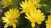 Gelb Adonis Blumensamen zur Aussaat – Landhaus Garten wichtig – Traditionssorte & ohne Gentechnik Samen Hausgarten