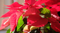 Bordeaux Weihnachtsstern Blumensamen zur Aussaat Wildblume Mischung Traditionssorte & ohne Gentechnik Samen Hausgarten