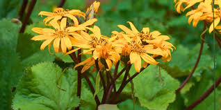 Ligularia Dentata Blumensamen zur Aussaat – Garten beliebt – Traditionssorte & ohne Gentechnik Samen Hausgarten