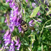 Weiß Lila Wicke Blumensamen duftend Blüten Traditionssorte ohne Gentechnik biologisch Garten Samen zur Aussaat