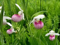 Lady's Slipper Blumensamen zur Aussaat – kompakt Wuchs – Traditionssorte & ohne Gentechnik Samen Hausgarten