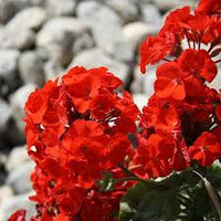 Rot Geranie Flores Blumensamen zur Aussaat robust Sorte Traditionssorte & ohne Gentechnik Samen Hausgarten