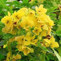 Gelb Cassia Tora Blumensamen zur Aussaat – leuchtend – Traditionssorte & ohne Gentechnik Samen Hausgarten