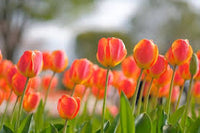 Orange Rot Tulpe Blumensamen zur Aussaat – Traditionssorte ohne Gentechnik biologisch Garten Samen – leuchtend Blüten Keimung