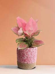 Rosa Aglaonema Blumensamen zur Aussaat – Anzucht – Traditionssorte & ohne Gentechnik Samen Hausgarten