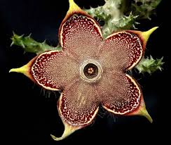 Edithcolea Blumensamen zur Aussaat – saisonal Dauerblüher – Traditionssorte & ohne Gentechnik Samen Hausgarten