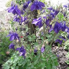 Blau Akelei Blumensamen zur Aussaat – kompakt Wuchs – Traditionssorte & ohne Gentechnik Samen Hausgarten