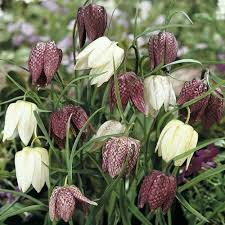 Fritillaria Blumensamen zur Aussaat – Anzucht – Traditionssorte & ohne Gentechnik Samen Hausgarten