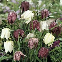 Fritillaria Blumensamen zur Aussaat – Anzucht – Traditionssorte & ohne Gentechnik Samen Hausgarten
