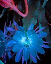 hell Blau Epiphyllum Blumensamen zur Aussaat – sonnenliebend – Traditionssorte & ohne Gentechnik Samen Hausgarten
