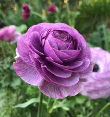 Lavendel Ranunculus Blumensamen – Halbschatten verträglich Traditionssorte & ohne Gentechnik Hausgarten