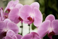 Violett Orchidee Blumensamen duftend Blüten Traditionssorte & ohne Gentechnik Samen Hausgarten