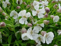 Campion Blumensamen zur Aussaat – Wildblume Mischung – Traditionssorte & ohne Gentechnik Samen Hausgarten