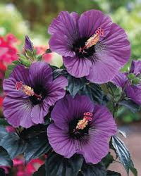 dunkel Lila Hibiskus Blumensamen zur Aussaat Bestäuber freundlich Traditionssorte & ohne Gentechnik Samen Hausgarten