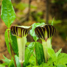 Grün Arisaema Triphyllum Blumensamen zur Aussaat – sonnenliebend – Traditionssorte & ohne Gentechnik Samen Hausgarten