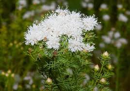 Dalea Pinnata Blumensamen zur Aussaat – kompakt Wuchs – Traditionssorte & ohne Gentechnik Samen Hausgarten
