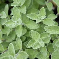 Zaatar Oregano Samen fuer Gartenanbau