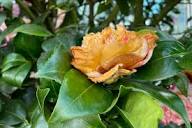 Orange Weiß Kamelie Blumensamen zur Aussaat – robust Sorte – Traditionssorte & ohne Gentechnik Samen Hausgarten