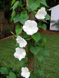 riesig Moon Blumensamen zur Aussaat – Halbschatten verträglich – Traditionssorte & ohne Gentechnik Samen Hausgarten