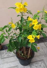 Esperanza Blumensamen zur Aussaat – leuchtend – Traditionssorte & ohne Gentechnik Samen Hausgarten