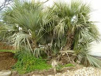 Grün Nannorrhops Ritchiana Blumensamen zur Aussaat – Halbschatten verträglich – Traditionssorte & ohne Gentechnik Samen Hausgarten