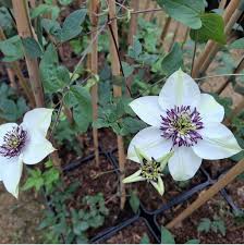 Waldrebe Blumensamen zur Aussaat Halbschatten verträglich Traditionssorte & ohne Gentechnik Samen Hausgarten