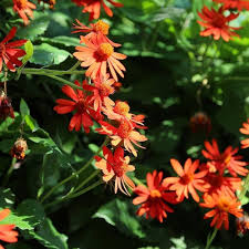 Confusus Mexico Blumensamen zur Aussaat – ideal Rabatten – Traditionssorte & ohne Gentechnik Samen Hausgarten