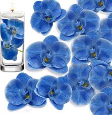 Futaba Blau Schmetterling Orchidee Blumensamen zur Aussaat – robust Sorte – Traditionssorte & ohne Gentechnik Samen Hausgarten