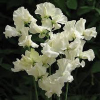 Creme Wicke Blumensamen zur Aussaat kompakt Wuchs Traditionssorte & ohne Gentechnik Samen Hausgarten