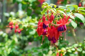 Blau Rot Fuchsie Blumensamen zur Aussaat Wildblume Mischung Traditionssorte & ohne Gentechnik Samen Hausgarten