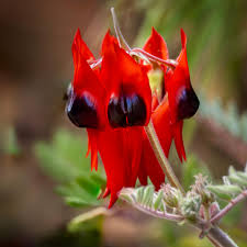 Sturt's Desert Pea Blumensamen zur Aussaat – ideal Rabatten – Traditionssorte & ohne Gentechnik Samen Hausgarten
