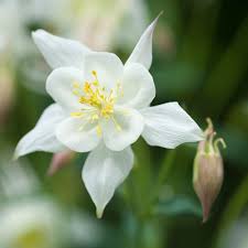 Weiß Columbine Blumensamen zur Aussaat Wildblume Mischung Traditionssorte & ohne Gentechnik Samen Hausgarten