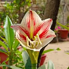 Ritterstern Barbados Blumensamen zur Aussaat – leuchtend Blüten – Traditionssorte & ohne Gentechnik Samen Hausgarten