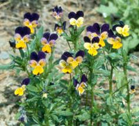 Viola tricolor anpflanzung blume samen for vibrant gardens - organic multi-colored blooms
