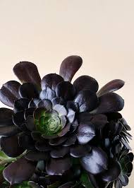 Schwarz Succulent Blumensamen Drought verträglich Traditionssorte & ohne Gentechnik Samen Hausgarten