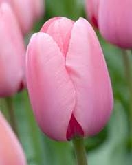 hell Rosa Tulpe Blumensamen zur Aussaat – hochwertige Qualitäts- – Traditionssorte & ohne Gentechnik Samen Hausgarten