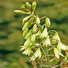 Galtonia Viridiflora Blumensamen zur Aussaat – lang Blüte Saison – Traditionssorte & ohne Gentechnik Samen Hausgarten