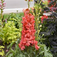 Delphinium Blumensamen zur Aussaat – Landhaus Garten wichtig – Traditionssorte & ohne Gentechnik Samen Hausgarten