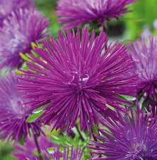 Lavendel Aster Blumensamen zur Aussaat – Garten beliebt – Traditionssorte & ohne Gentechnik Samen Hausgarten
