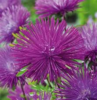Lavendel Aster Blumensamen zur Aussaat – Garten beliebt – Traditionssorte & ohne Gentechnik Samen Hausgarten