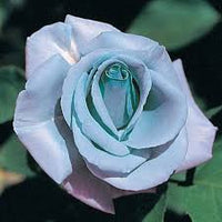 Himmelblau Grey Rose Blumensamen zur Aussaat duftend Blüten Traditionssorte & ohne Gentechnik Samen Hausgarten