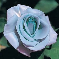 Himmelblau Grey Rose Blumensamen zur Aussaat duftend Blüten Traditionssorte & ohne Gentechnik Samen Hausgarten