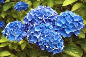 Thick Blau Geranie Blumensamen zur Aussaat pflegeleicht Traditionssorte & ohne Gentechnik Samen Hausgarten