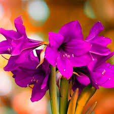 Violett Ritterstern Blumensamen zur Aussaat Halbschatten verträglich Traditionssorte & ohne Gentechnik Samen Hausgarten